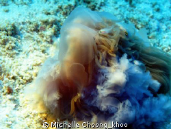 symbiotic fishes protected by jellyfish tentacles
using ... by Michelle Choong_khoo 